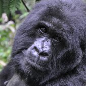  Adult Female Gorilla (Rwanda)
